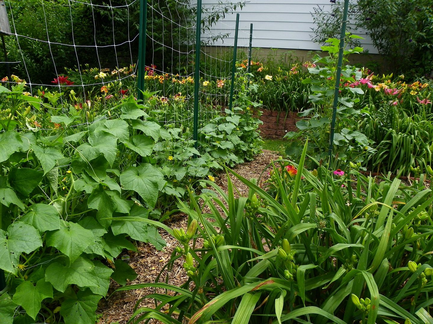  photo cucumbergarden3_zpsafba74d3.jpg